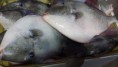Pesce Balestra